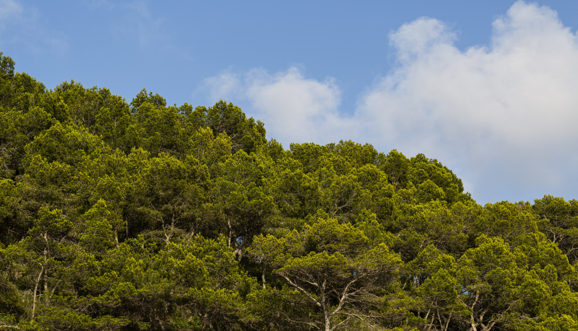 Fes teva l’Anella Verda amb el Tarragona-GreenBelt’26